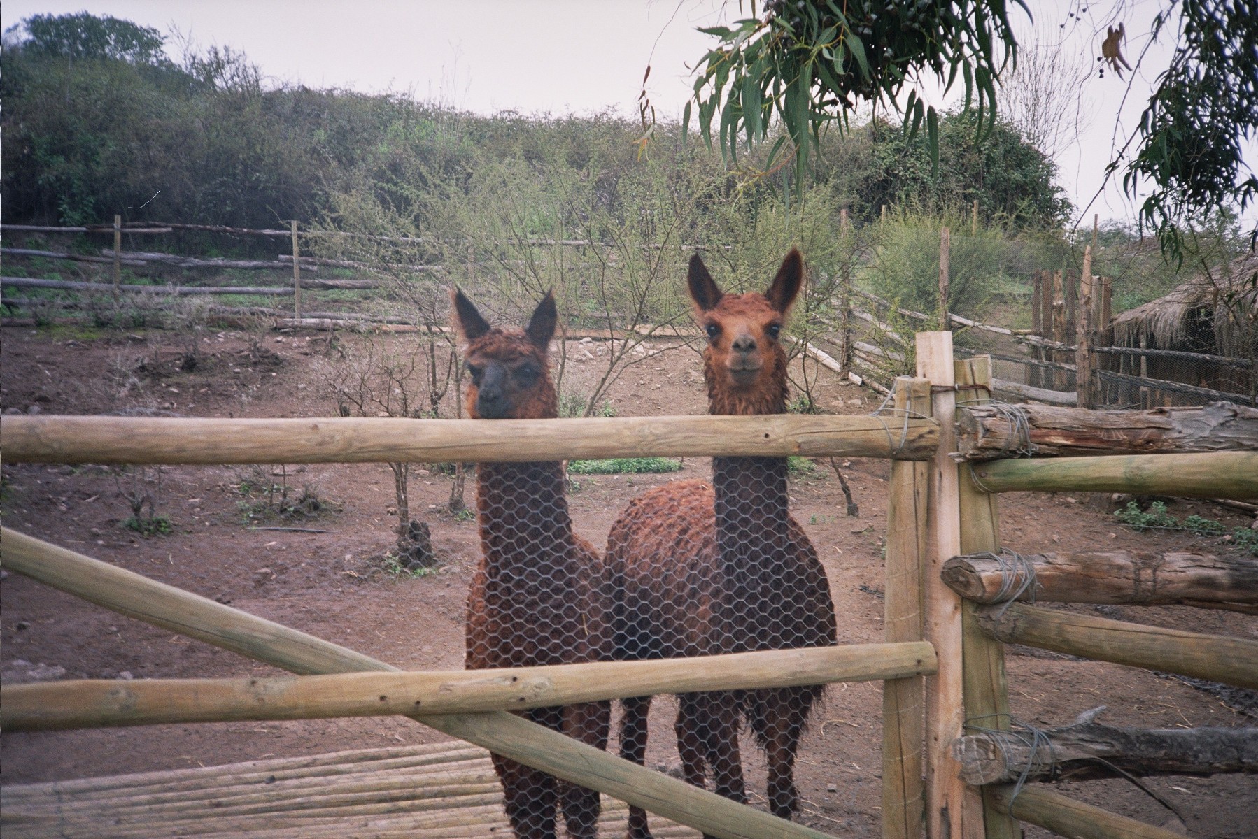 812 Viñedos%20Sta%20Rita Ecocultivos Llamas Santiago