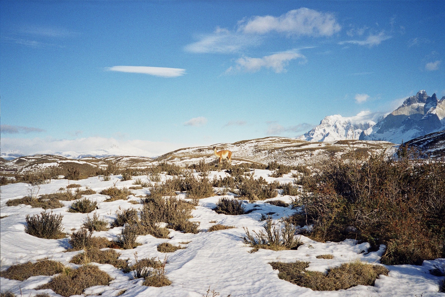 850 Guanaco PN%20Torres%20del%20Paine