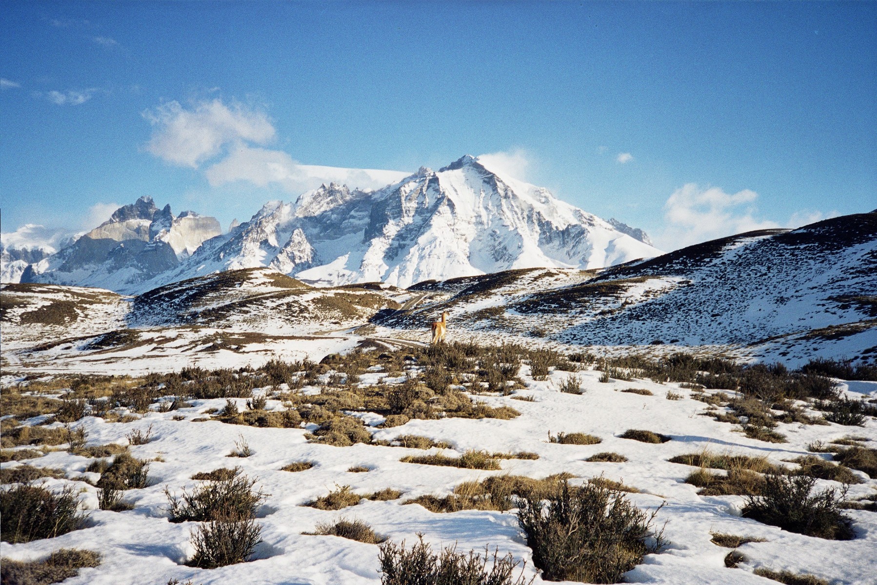 851 Guanaco2 PN%20Torres%20del%20Paine