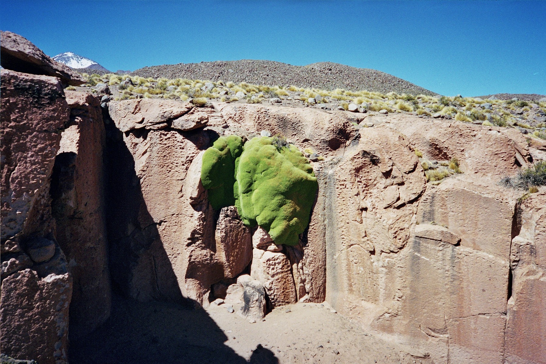 985 Desierto%20de%20Atacama Musgo