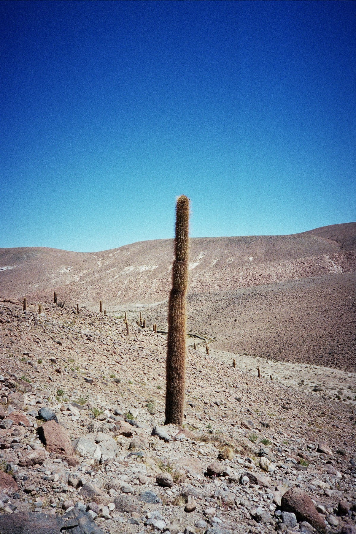 986 Desierto%20de%20Atacama Cáctus