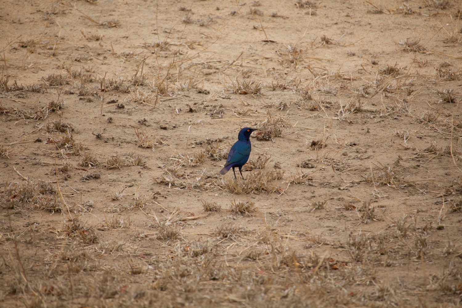 Canon%20EOS%20700D%205184x3456_001919.jpeg