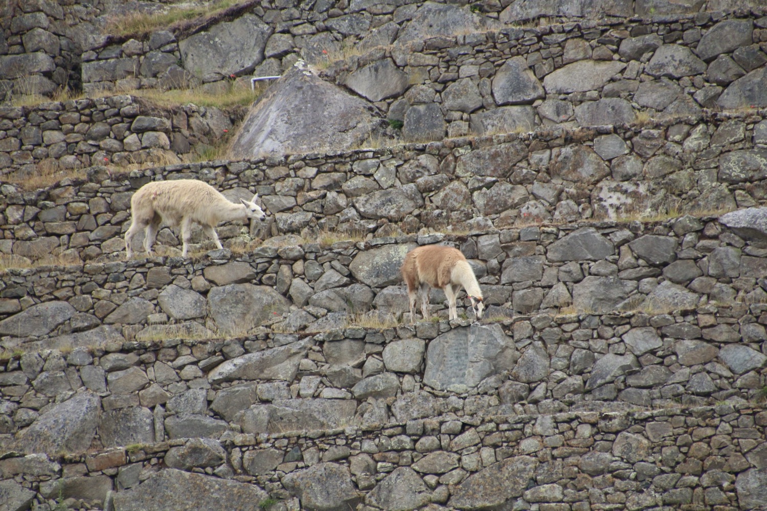 Peru134%20de%20174.jpeg